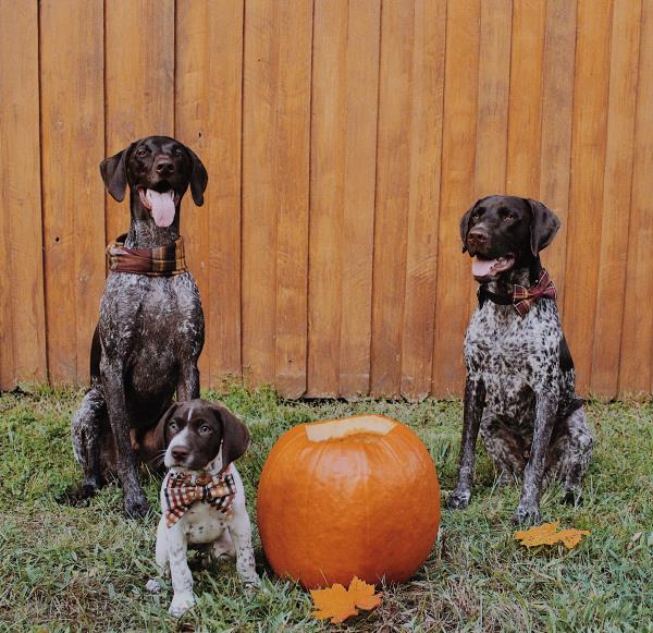 /Images/uploads/Southeast German Shorthaired Pointer Rescue/segspcalendarcontest2018/entries/8724thumb.jpg